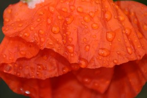 Raindrops on poppy 60x80 cm Foto på lærred 5120 kr.