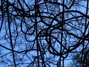 Patterned branches and blue 60x80 cm Foto på lærred 5120 kr.