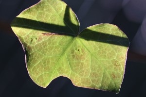 Green leaf and shadow 60x80 cm Foto på lærred 5120 kr.