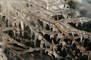 Branches covered in ice 60x80 cm Foto på lærred 5120 kr.