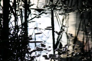Reflections in black and white 60x80 cm Foto på lærred 5120 kr.