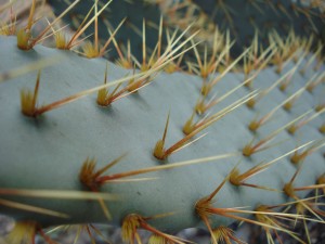Close up cactus 60x80 cm Foto på lærred 5120 kr.