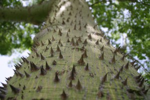 Spikes on tree 60x80 cm Foto på lærred 5120 kr.