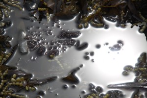 Reflections and seaweed 60x80 cm Foto på lærred 5120 kr.