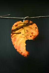 Single leaf 60x80 cm Foto på lærred 5120 kr.