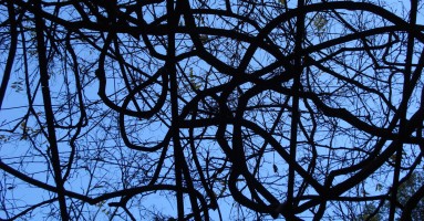 Patterned branches and blue