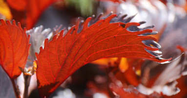 Bright red leaf
