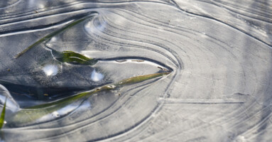 Lines in the ice 1