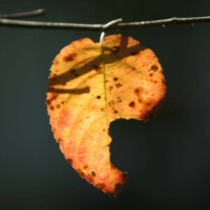 Enkelt efterårsblad