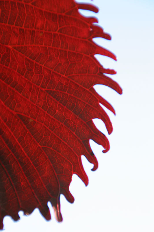 Rødt blad